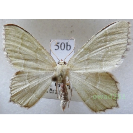Hemithea aestivaria (Hübner, 1789) Czech50b